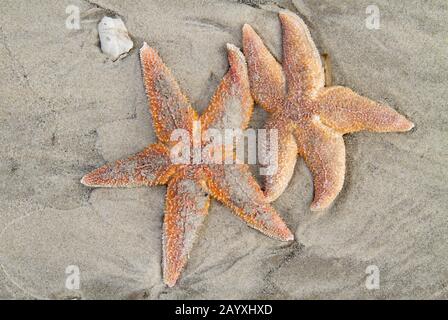 Two stranded dead Common Starfish, laying on a sandy beach Stock Photo