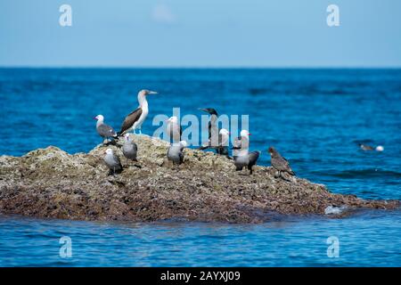 View of a small bird island with Heermann's gull (Larus heermanni), cormorants and blue-footed boobies (Sula nebouxii) in the bay of Aqua Verde, a sma Stock Photo