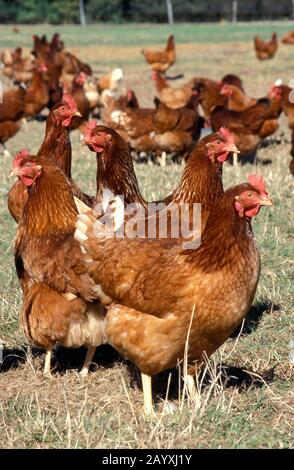 Free range Rhode Island red hens Stock Photo