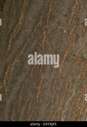 Bark green moss color with orange streaks Stock Photo