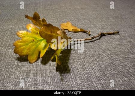 Colorful autumn oak leaves on a checkered background Stock Photo