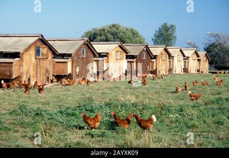 free range organic chickens & housing, UK Stock Photo