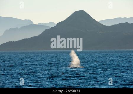 The blow of a Blue whale (Balaenoptera musculus) with the Sierra de la Giganta in haze in background, Sea of Cortez near Loreto, Baja California, Mexi Stock Photo