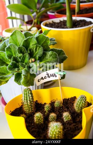 Green plants and flowers on the windowsill in a city apartment. Cactus Stock Photo