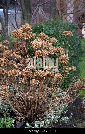 withered hydrangea flowers in the garden in early spring Stock Photo