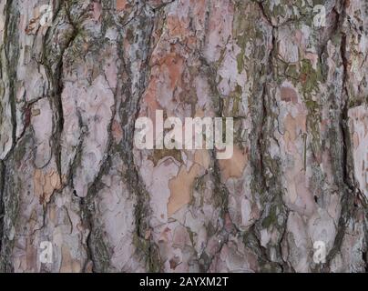 Soft pink pine bark close-up Stock Photo