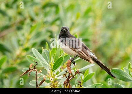 willie wagtail, Rhipidura leucophrys, adult perched on branch, Victoria, Australia 14 December 2019 Stock Photo