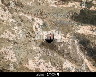 Red and black ladybug beetle specie on a rock. Buenos Aires, Argentina. Stock Photo
