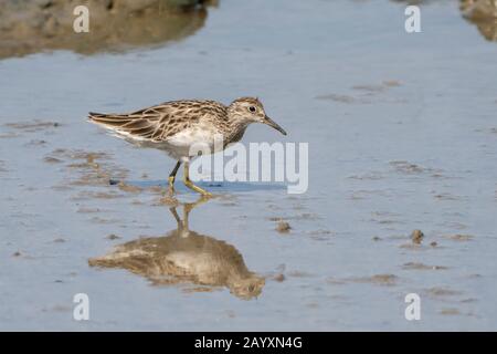 sharp-tailed sandpiper, Calidris acuminata, feeding in soft mud, Cairns, Queensland, Australia 23 December 2019 Stock Photo
