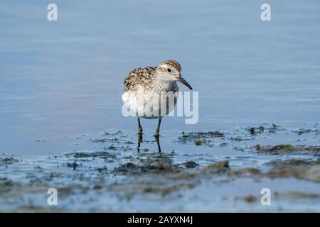 sharp-tailed sandpiper, Calidris acuminata, feeding in soft mud, Cairns, Queensland, Australia 23 December 2019 Stock Photo