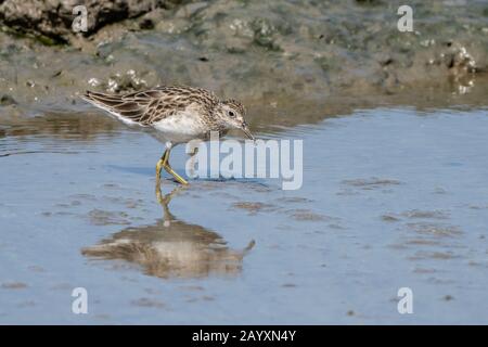 sharp-tailed sandpiper, Calidris acuminata, feeding in soft mud, Cairns, Queensland, Australia 23 December 2019 Stock Photo