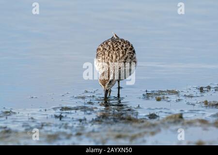 sharp-tailed sandpiper, Calidris acuminata, feeding in soft mud, Cairns, Queensland, Australia 23 December 2019 Stock Photo