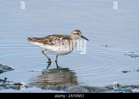sharp-tailed sandpiper, Calidris acuminata, feeding in soft mud, Cairns, Queensland, Australia 23 December 2019 Stock Photo
