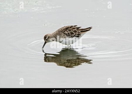 sharp-tailed sandpiper, Calidris acuminata, feeding in soft mud, Cairns, Queensland, Australia 23 December 2019 Stock Photo