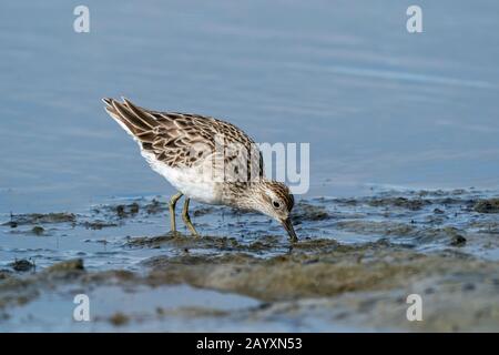 sharp-tailed sandpiper, Calidris acuminata, feeding in soft mud, Cairns, Queensland, Australia 23 December 2019 Stock Photo