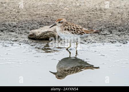 sharp-tailed sandpiper, Calidris acuminata, feeding in soft mud, Cairns, Queensland, Australia 23 December 2019 Stock Photo