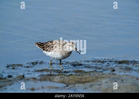 sharp-tailed sandpiper, Calidris acuminata, feeding in soft mud, Cairns, Queensland, Australia 23 December 2019 Stock Photo
