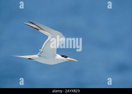 greater crested tern, (Thalasseus bergii), in flight over water, Queensland, Australia 5 January 2020 Stock Photo