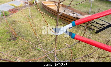 Caring for a young orchard. Spring pruning of the side branches of the fruit trees of the pear and apple tree with garden shears. Seasonal work in the Stock Photo