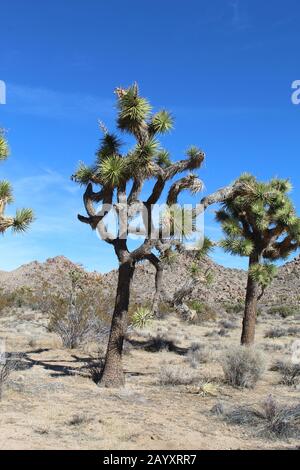 Joshua Tree Woodland is a type of native Plant Community hosting Yucca Brevifolia and constituents, their range generally follows the Mojave Desert. Stock Photo