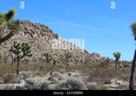 Joshua Tree Woodland is a type of native Plant Community hosting Yucca Brevifolia and constituents, their range generally follows the Mojave Desert. Stock Photo