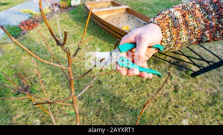 A gardener pruning a young pear fruit tree with a manual secateurs against the backdrop of garden landscaping. Spring garden trees pruning. Stock Photo