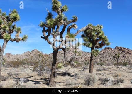 Joshua Tree Woodland is a type of native Plant Community hosting Yucca Brevifolia and constituents, their range generally follows the Mojave Desert. Stock Photo