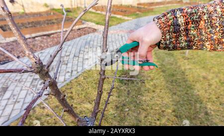 Bright spring photo of pruning a sweet cherry fruit tree process using a secateurs. A gardener is pruning a young orchard. Seasonal garden work on the Stock Photo