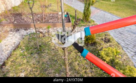 Pruning the side shoot of a columnar apple tree. Seasonal spring pruning of the orchard with bright garden scissors according to the principles of org Stock Photo