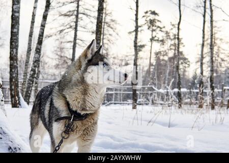 blue-eyed husky dog on a chain dreamily looks into the distance in a winter landscape Stock Photo