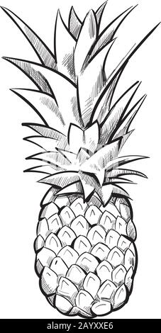 Hand drawn pineapple. Ananas fruit sketch black line. Vector illustration Stock Vector