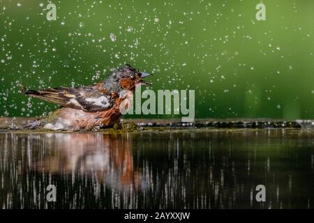 Common chaffinch, Fringilla coelebs bathing, Kiskunsági Nemzeti park, Hungary Stock Photo