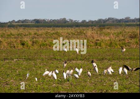 A group of Jabiru storks (Jabiru mycteria) and Wood storks (Mycteria americana) on a field at San Francisco Ranch in the Pantanal in Brazil. Stock Photo