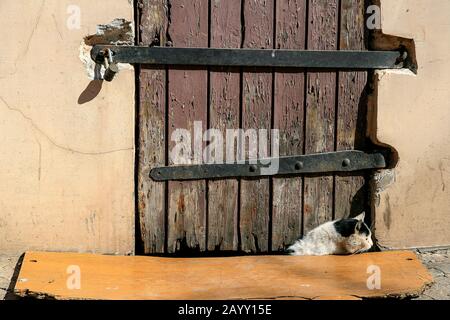 A black and white cat siting under a very old timber door Stock Photo