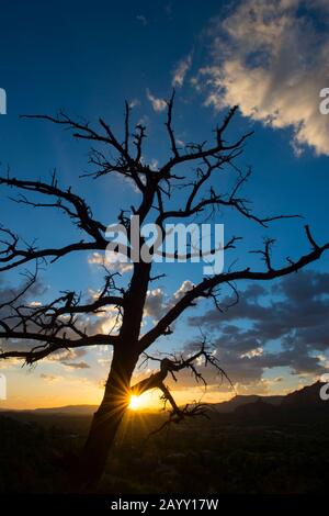 A dead tree is silhouetted in the sunset at the Airport Mesa Loop trail in Sedona, Arizona, USA. Stock Photo