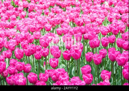 Fresh bright magenta tulips in a dazzling full frame spring garden background Stock Photo