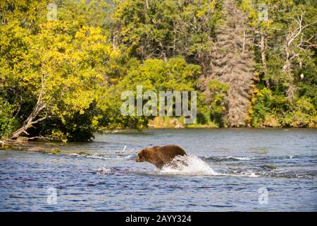 A Brown bear (Ursus arctos) is chasing after salmon at Brooks Lake in Katmai National Park and Preserve, Alaska, USA. Stock Photo