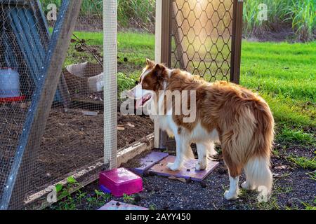 A border collie dog stands at the open entrance to a chicken run in late afternoon light Stock Photo