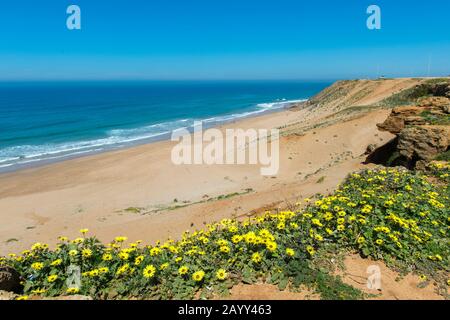 View of the Atlantic Ocean from a cliff near the small town of Asilah near Tangier, Morocco with wildflowers in foreground. Stock Photo