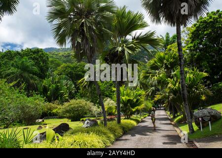 Woman looking at a coco de mer palm in Victoria Botanical Gardens on Mahe Island, Seychelles Stock Photo