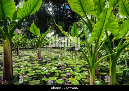 Elephant ear taro (Alocasia macrorrhizos) in a pond of water lillies, Victoria Botanical Gardens, Mahe Island, Seychelles Stock Photo