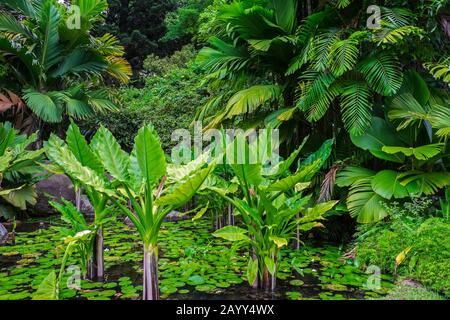 Elephant ear taro (Alocasia macrorrhizos) in a pond of water lillies backed by native palms, Victoria Botanical Gardens, Mahe Island, Seychelles Stock Photo