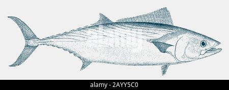 Atlantic bonito sarda, a popular food fish from the atlantic ocean in side view Stock Vector
