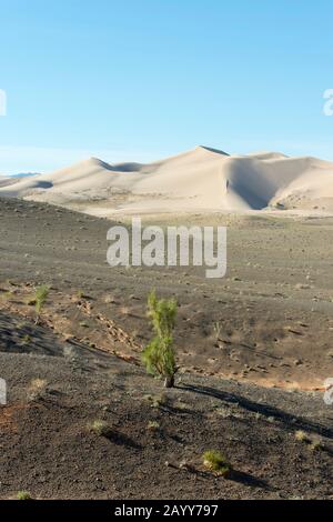 Landscape with saxaul trees (Haloxylon ammodendron) at the Hongoryn Els sand dunes in the Gobi Desert in southern Mongolia. Stock Photo