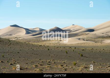 Landscape with saxaul trees (Haloxylon ammodendron) at the Hongoryn Els sand dunes in the Gobi Desert in southern Mongolia. Stock Photo