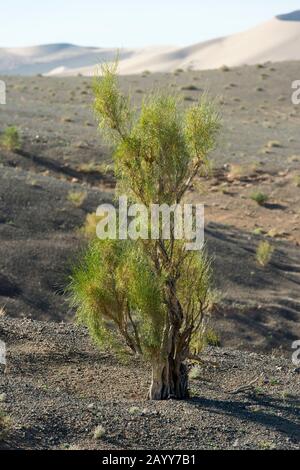 A saxaul tree (Haloxylon ammodendron) at the Hongoryn Els sand dunes in the Gobi Desert in southern Mongolia. Stock Photo