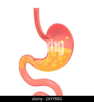 3D illustration of the stomach showing the interior doing the digestion with gases. Flat representation with empty volume, isolated silhouette. Stock Photo