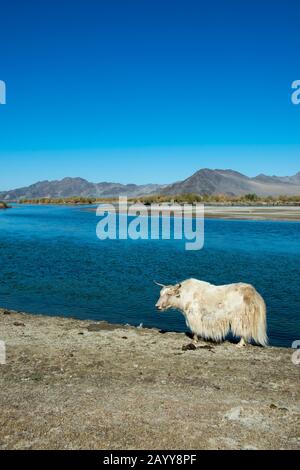 A white yak along the Hovd River near the city of Ulgii (Ölgii) in the Bayan-Ulgii Province in western Mongolia. Stock Photo