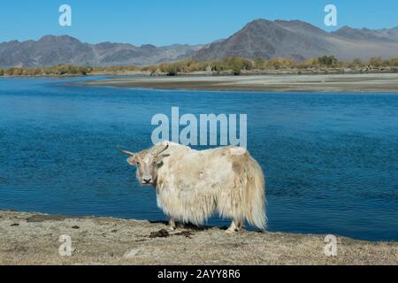 A white yak along the Hovd River near the city of Ulgii (Ölgii) in the Bayan-Ulgii Province in western Mongolia. Stock Photo