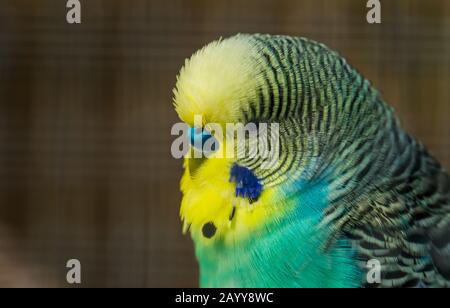 green and yellow budgie parakeet with its face in closeup, tropical bird specie from Australia Stock Photo